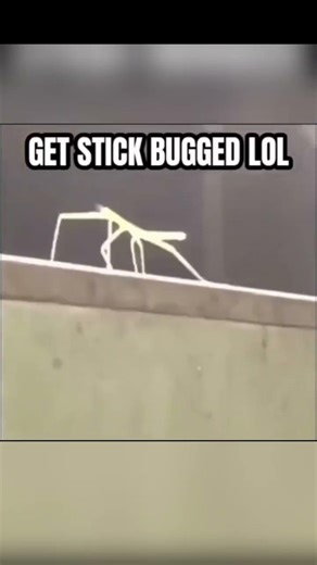 Stick bug dance