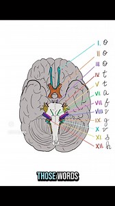 How to memorise Cranial Nerves made easy | Medical Talks