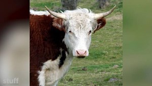 Why do calves have their horns removed?