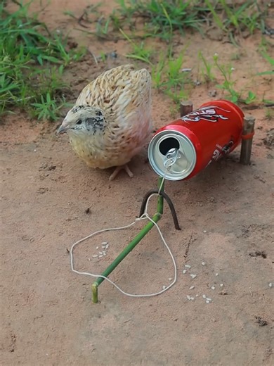 Unique DIY Bird Trap Ideas for Quail and Pigeons