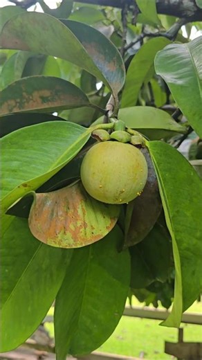 Mangosteen tree with a surprise spider above me! Haha 🕷 #philippines #mangosteen #spider #fruits