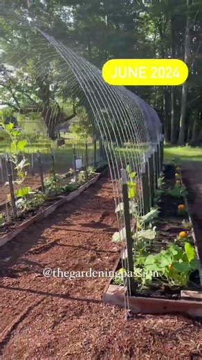 2024 Garden Arch season recap (April-August) in zone 5b recap