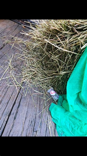 Behind the scenes look at our parade float build!! How exciting this year has been. Thanks to you all for coming to the parade and supporting us in all the ways you do. Please visit us Tuesday or Saturday 10-1 | Lady Lake Historical Society Museum