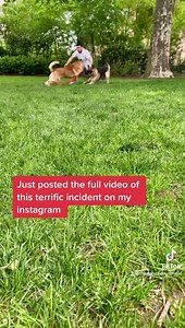 7.4K views · 42 reactions | Full blown dog attack. I had to do this to prevent my dogs from getting attacked. I posted the full video on my other page @ https://www.instagram.com/thedogdaddyy/?hl=en | The Dog Daddy | Facebook