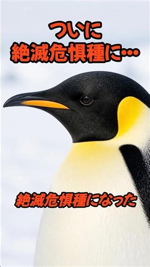 あの皇帝ペンギンが絶滅危惧種に #shorts #雑学 #動物雑学