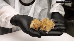 "Wooly mouse" shares genetic traits with wooly mammoth