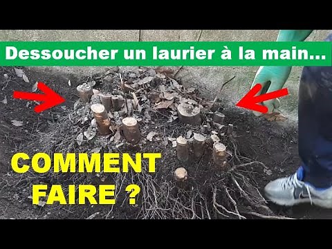 dessoucher un laurier à la main, outils et méthode
