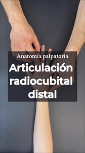 Anatomía palpatoria de la mano ✍🏼, articulación radio-cubital distal ✋🏼 #AnatomíaPalpatoria #Anatomía #Mano #Muñeca #Fyp | Anatomía Activa
