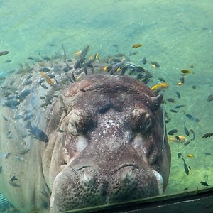 5.1M views · 34K reactions | Timothy is the definition of relaxation goals! 鍊 | San Antonio Zoo | Facebook