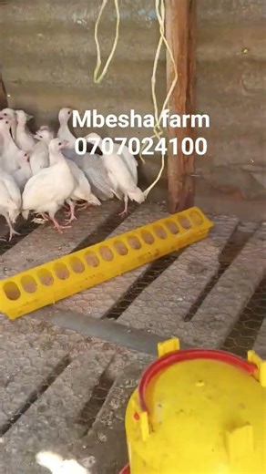 FOR ALL GUINEAFOWLS & TURKEY BREEDS & VARIETIES,REACH OUT TO OUR FARM ☎️0707024100. #kanga #chicken