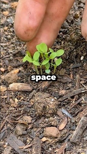 How Many Plants Fit in a Square Foot Garden? #shorts