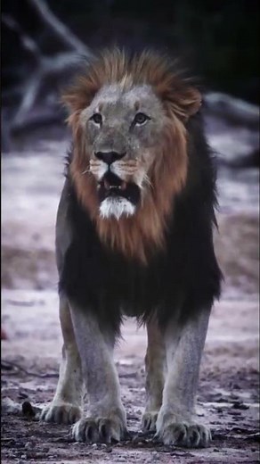 Rare Lion Roar Caught in African Forest! 🦁🔥 | Unseen Wild Footage