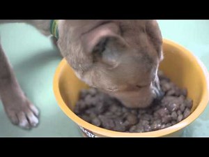 Pedigree 2013 Feeding Brighter Futures Ad: Teddy the Staffie