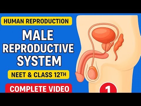 Human reproduction-1| Male reproductive system #humanreproductionclass12 #neet