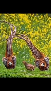 24K views · 576 reactions | Animal Planet TV on Reels | Facebook