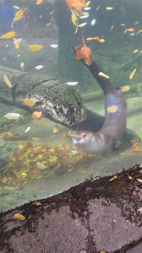 🍂 The wonder of swimming in a dreamy fall seascape 😍 #otter #fall #Autumn #seascape | Saginaw Children's Zoo