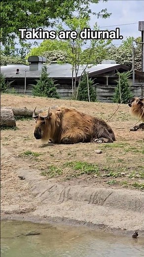 Did you know Takins are diurnal?