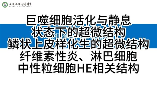 【透射电镜超微结构59】巨噬细胞活化与静息状态下的超微结构鳞状上皮样化生的超微结构纤维素性炎、淋巴细胞中性粒细胞HE结构