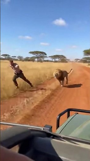 Lion Leaps Onto a Moving Safari Jeep 😱 | Close Escape