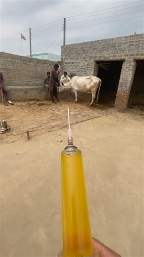 Supportive therapy | blood parasite | anemia | vet dr mudassir #cow #viral #animals #ultrasound #vet