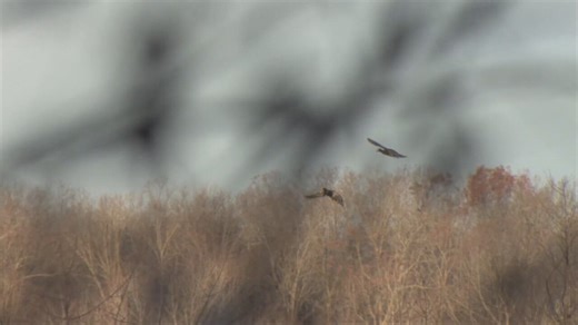 Duck hunting season struggles with dry, warm conditions