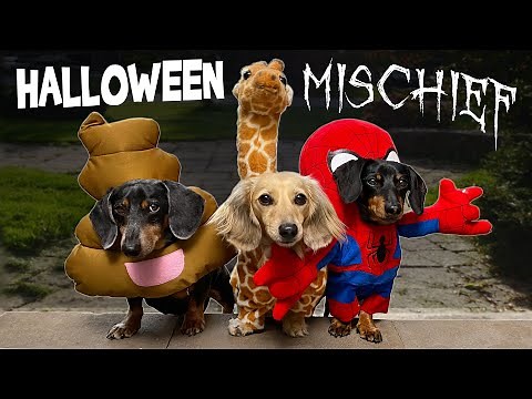 Ep 60: HALLOWEEN MISCHIEF — (Cute & Funny Dogs Go Trick or Treating)