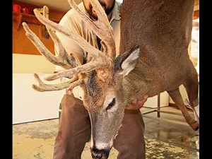 Hunter Bags 14-Point Antlered Doe