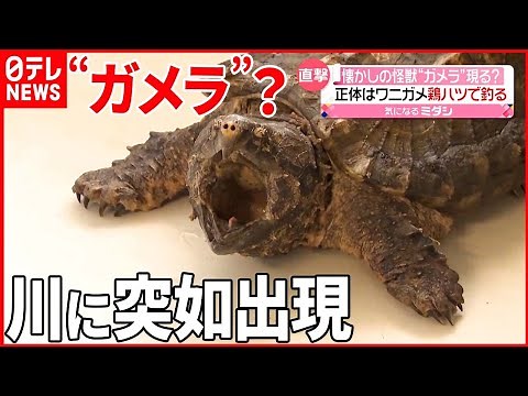【突如出現】岐阜県の川に“ガメラ”？ 外来種「ワニガメ」を捕獲