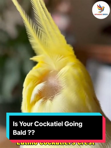 Understanding Cockatiel Baldness: The Lutino Connection