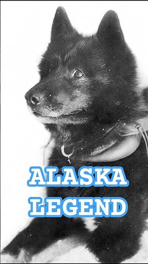 Balto the Hero Dog 🐕 | Epic True Story of Courage & Survival