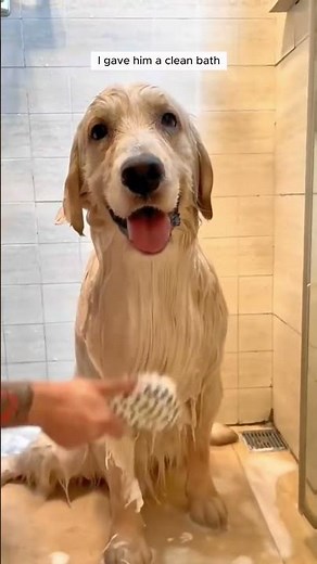 poor dog #dog #puppy #animals #pets #cute #wildliferescue #animallove #animalrescue #rescue