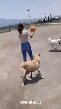 Lustige Hunde Videos, die dich sofort zum Lachen bringen 🤣🐾#19