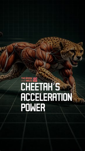 Cheetah’s Acceleration Power - Cheetahs can accelerate from 0 to 60 mph in just 3.4 seconds, making them one of the fastest accelerating animals on Earth. | The Brain Maze