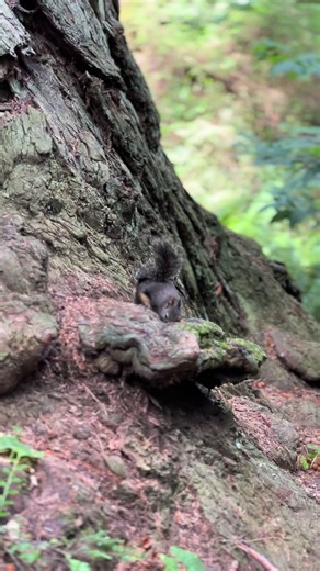#Cutest #Squirrel # SoloHike