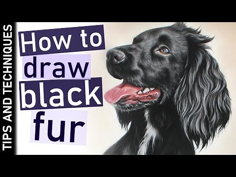 How to draw black fur in pastels | Drawing a black Cocker Spaniel