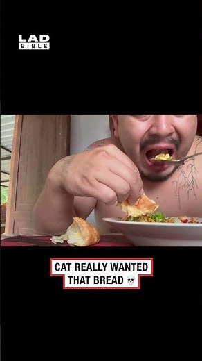 Cat really wanted that bread 💀 (🎥: ViralHog)