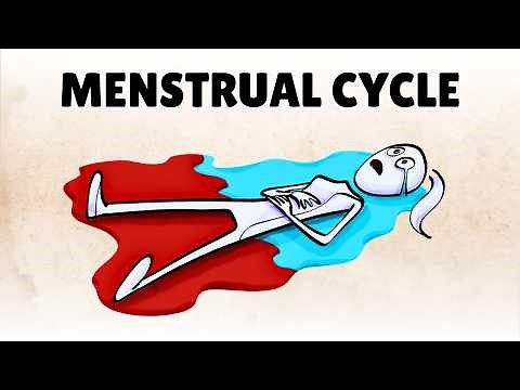 The Menstrual Cycle Explained: A Guide to the 4 Phases & Hormones