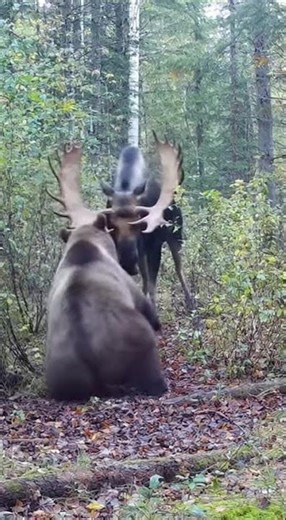 No One Expected the Moose to Win… Until This Happened! #wildlife #animals