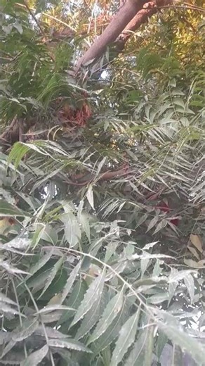 Nature ,Birds sounds ,Birds creeping, Relaxing nature sounds, Bird voices, morning Birds songs