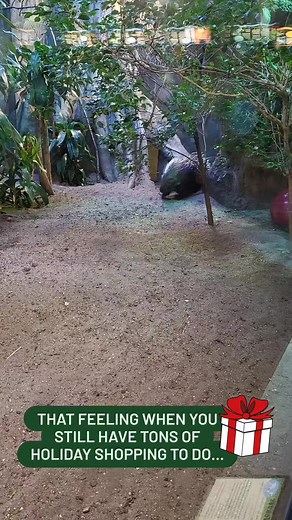 5.5K views · 57 reactions | Our African crested porcupine here really just has the morning zoomies, but we can relate to that last-minute shopping feeling. Grab a zoo gift membership online or stop by our Holiday Lights (now open nightly from 5pm - 9pm!) to purchase artwork made by our animals for a unique gift idea for all those animal lovers on your shopping list!  | Turtle Back Zoo | Facebook