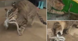 Watch what happens when a hungry cat tries to capture an octopus for supper