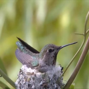 875K views · 145K reactions | Hummingbird Feeding Chicks for 20 days | Best Birds TV | Facebook