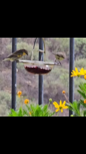 41 reactions | Yellow-Rumped Warblers enjoying some jelly. #yellowrumpedwarbler #warbler #warblers #birds #bird #birdreels #nature #naturephotography #fbreels #FBVIDEO #viralvideo #naturelovers #wildlife #wildbirds #birdwatching #wildlifephotography #wildanimals #wildbirds #naturevideo #birdvideos #highlight #highlights #highlightseveryone #highlightsシ゚ | Laurie Hillyer Photography | Facebook