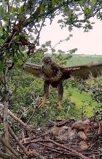 73K views · 3K reactions | Common buzzard chicks practise wing flaps ready for their first flights ✈ #buzzard #commonbuzzard #birdsofprey #birdcam #nestcam | Robert E Fuller | Facebook
