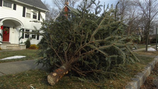 How to properly dispose of and recycle Christmas trees