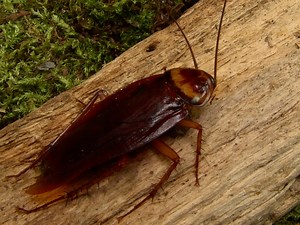 4 Types of Cockroaches Found In Washington! (state)