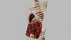 Gastrointestinal tract - Buy Royalty Free 3D model by Ebers