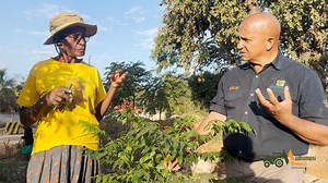 89K views · 1.6K reactions | Mukina - Melia Azedarach another wonder tree. | Mudhumeni Mukuru | Facebook
