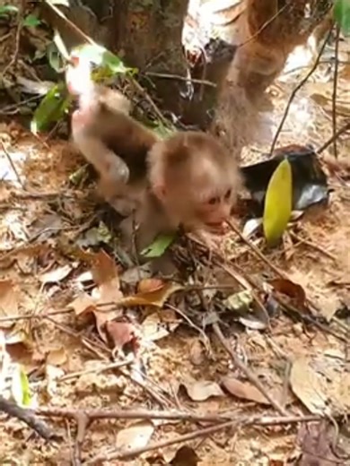Baby Lion monkey wake up walk to play above near the tree. | Monkey LOTA