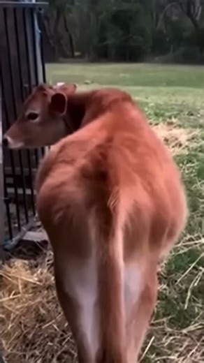 This cow just farted #animals #funny #fart #cow #fyp #viral